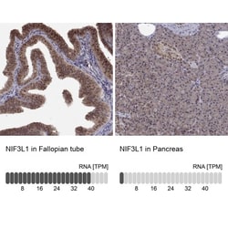NIF3L1 Antibody, Novus Biologicals:Antibodies:Primary Antibodies